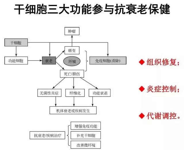 解密抗衰老过程中干细胞和免疫细胞的重要作用！